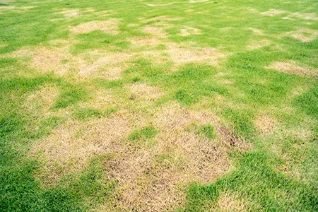 brown spot patches on lawn