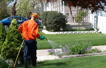 spraying lawn