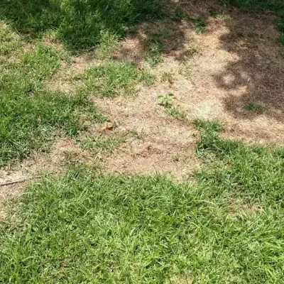 dog-spot