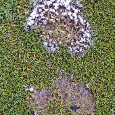 dollar-spot