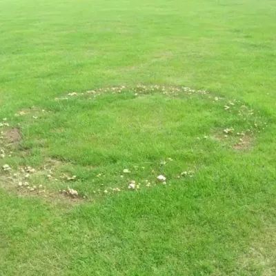 fairy-ring.