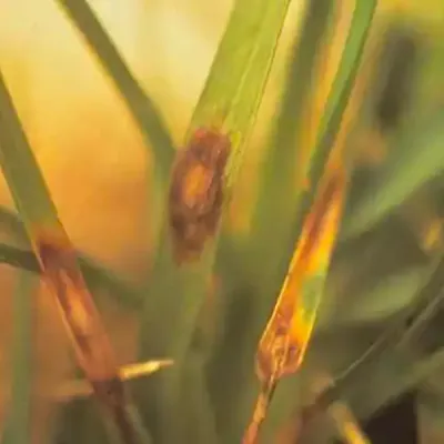 leaf-spot-symptoms