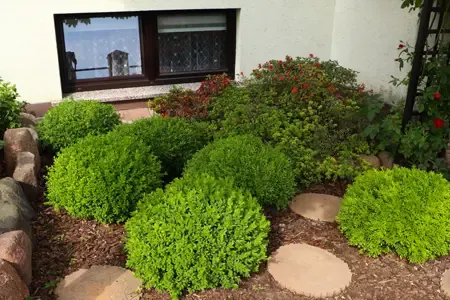 green healthy shrubs in front of house