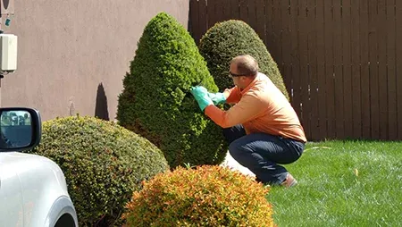 tree shrub inspection