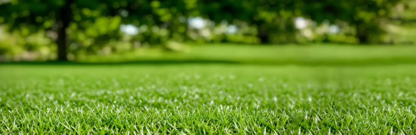 green healthy grass close up image