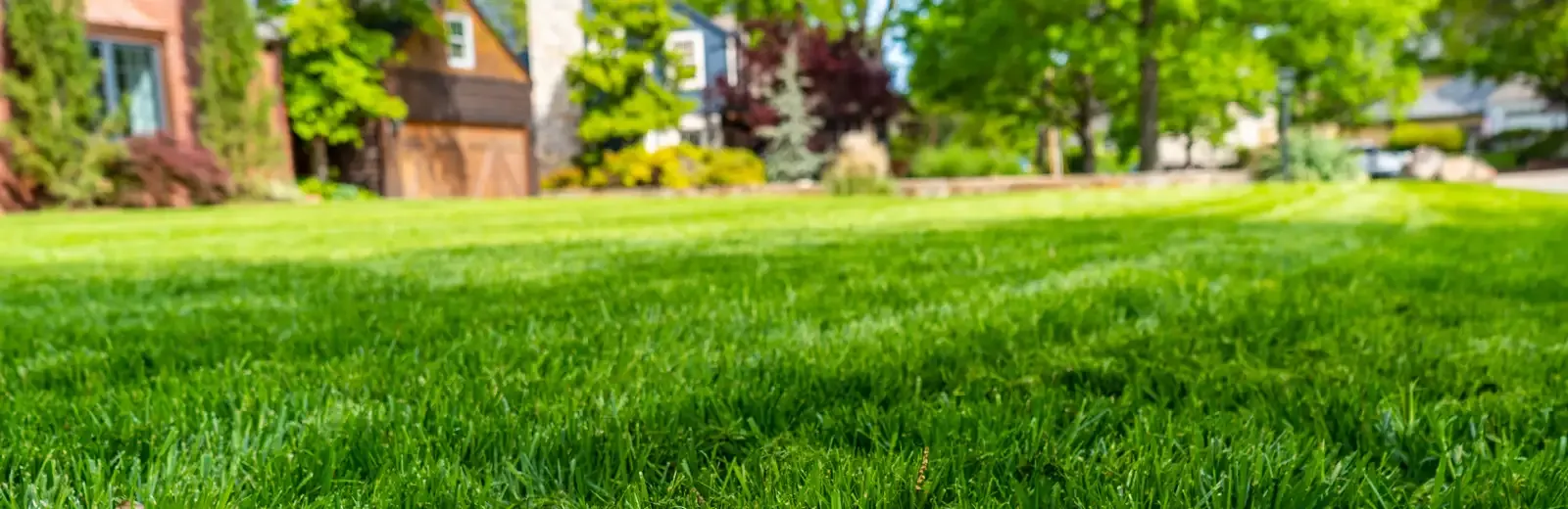weed-control