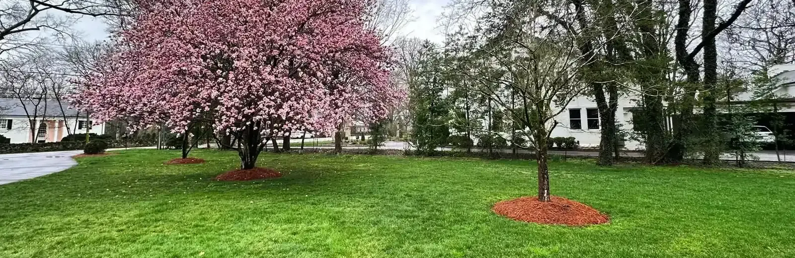 green healthy grass with tree blooming pink leaves