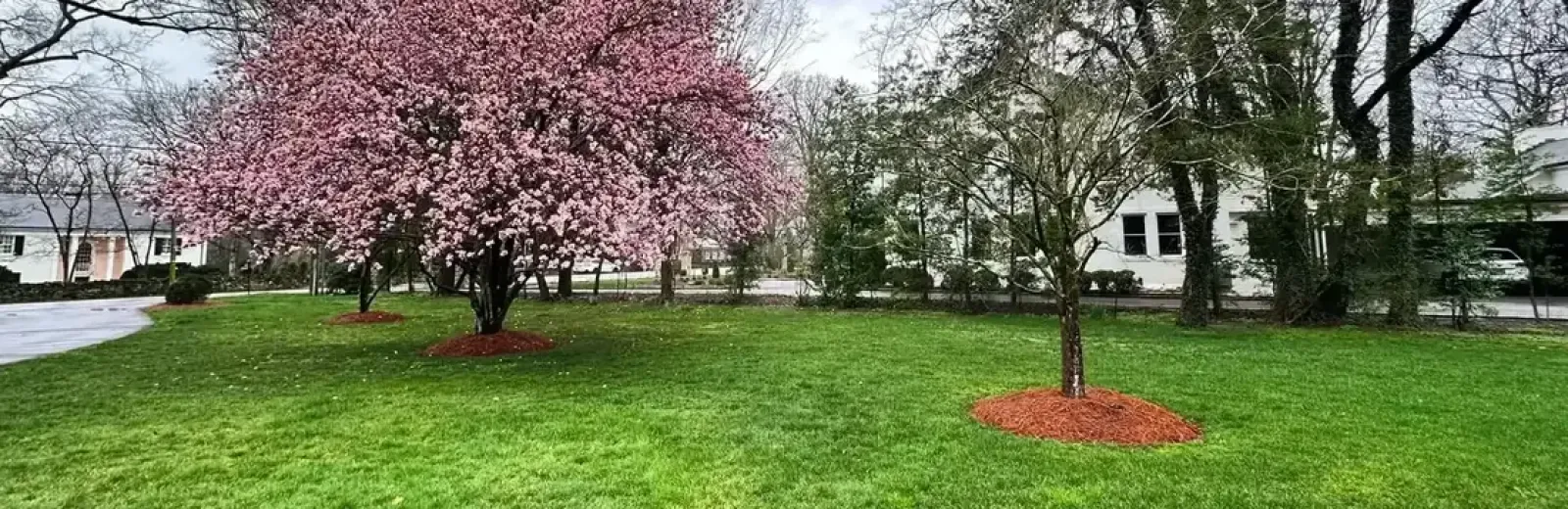 pink tree on green grass