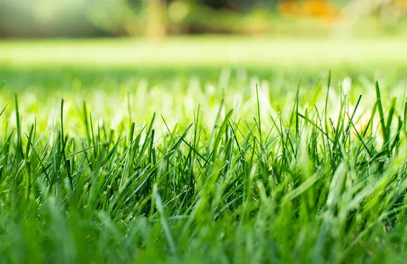 close up of green healthy grass