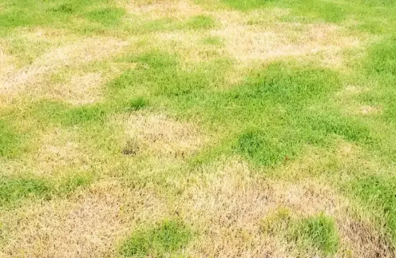 lawn disease