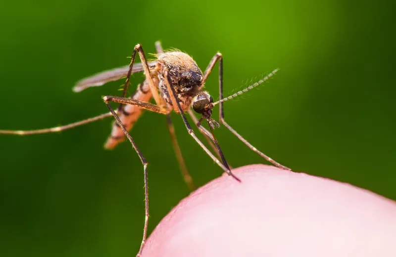 mosquito control, mosquito landing on someone's hand