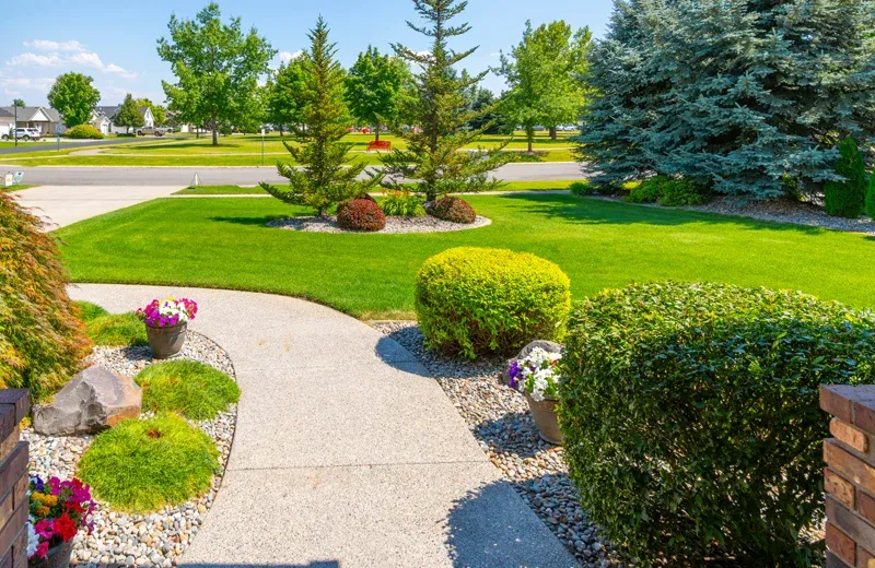 Tree and shrub in front lawn