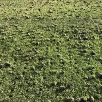 aeration-holes