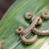 armyworm-on-plant