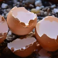 broken-eggs