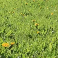 dandelion-weeds-flourishingin-fertilized