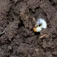 grub-infestation-in-soil