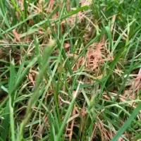 content-red-thread-lawn-disease
