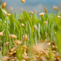 seeds-falling-from-being-poured