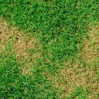 content-webworm-damage