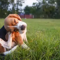 dog_itching