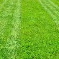 lawn-care