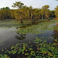 lilly-pad-lake