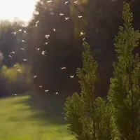 mosquito-in-yard