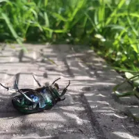bug-upside-down