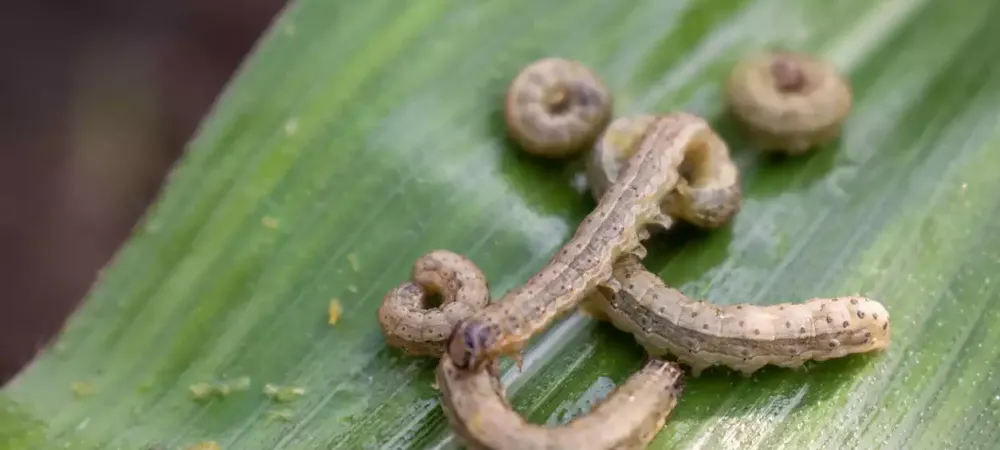 armyworm-on-plant