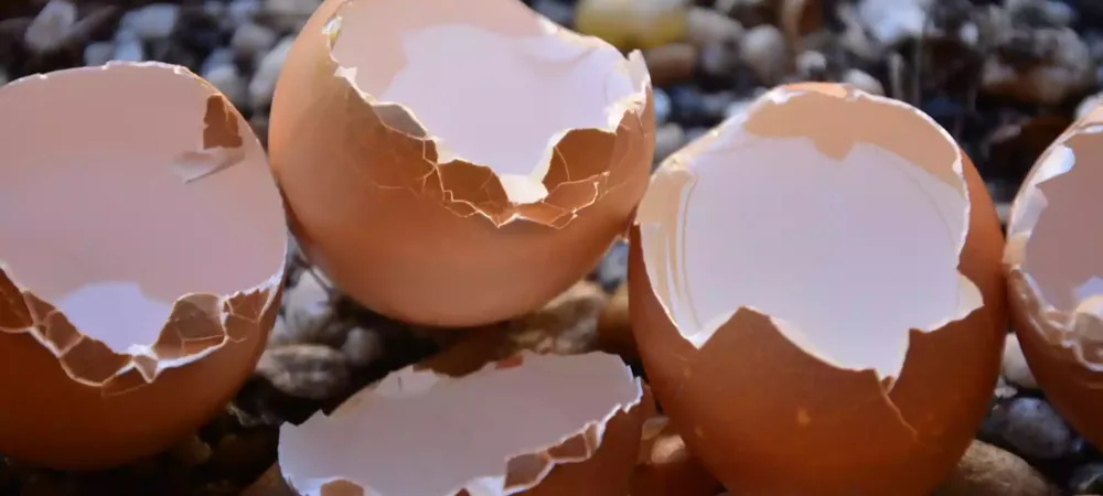 broken-eggs