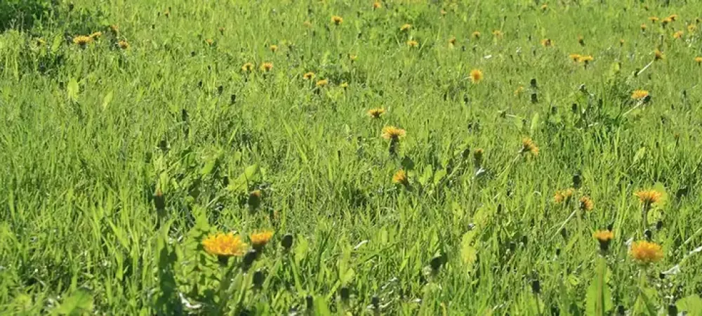 dandelion-weeds-flourishingin-fertilized