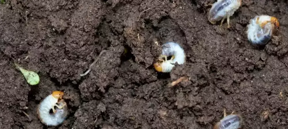 grub-infestation-in-soil