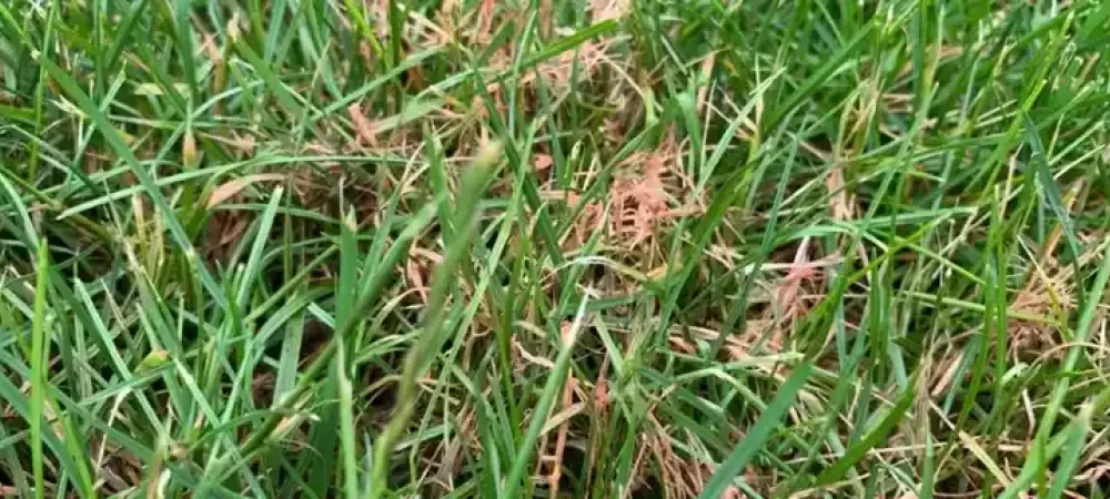 content-red-thread-lawn-disease