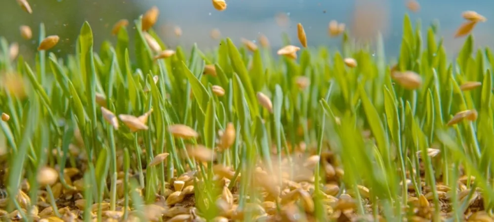 seeds-falling-from-being-poured