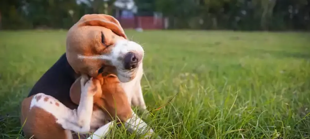 dog_itching