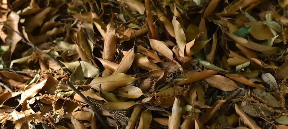 fallen-leaves