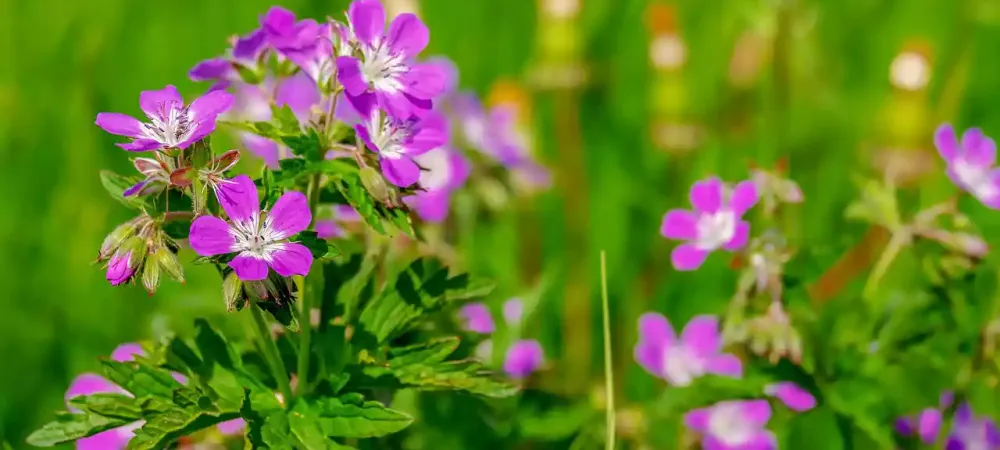 geranium