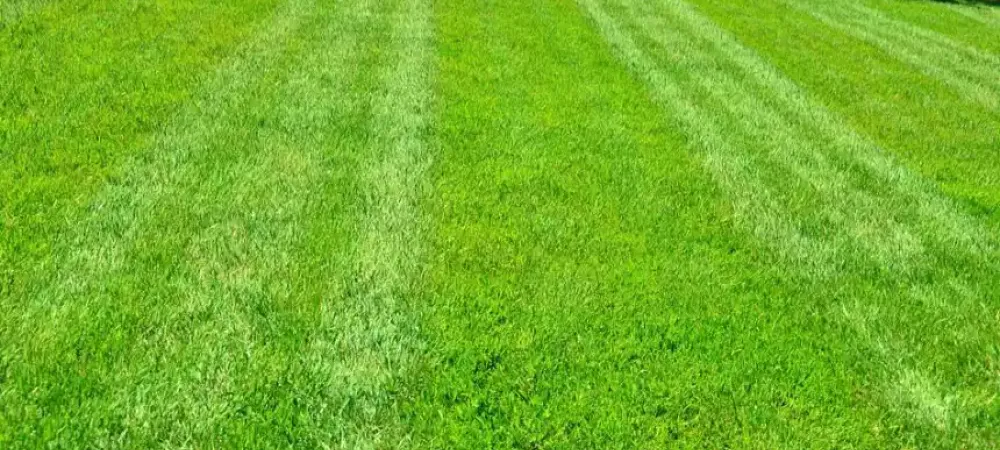 lawn-care