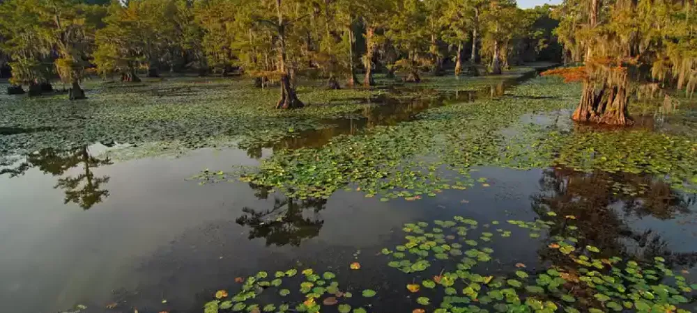 lilly-pad-lake