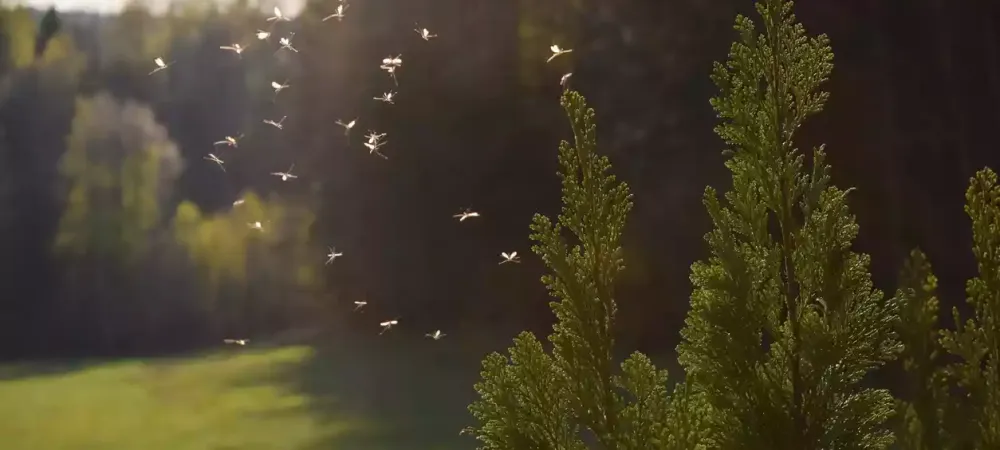 mosquito-in-yard