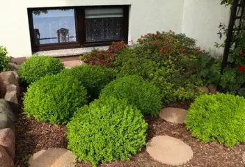 green healthy shrubs in front of house