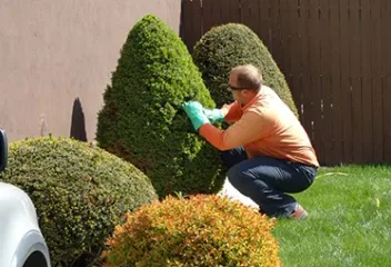 tree shrub inspection