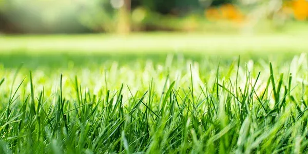 nice green healthy grass