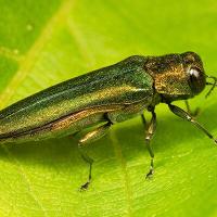 An emerald ash borer on a leaf