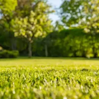 grass