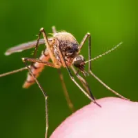 mosquito landing on someone's arm