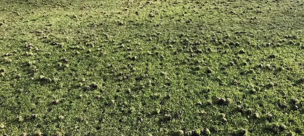 aeration-holes
