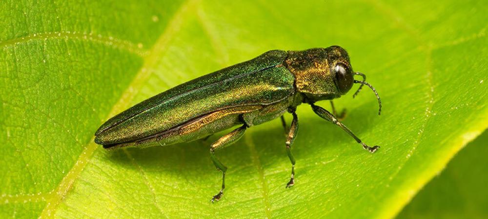 An emerald ash borer on a leaf