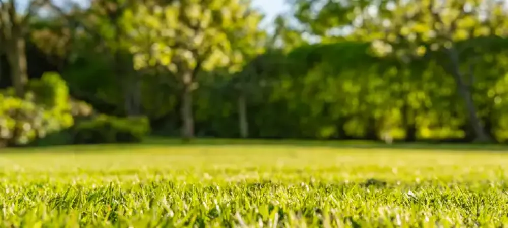 grass